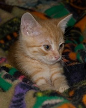 [orange-tabby[8].jpg]