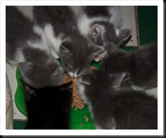 baby-gray-white