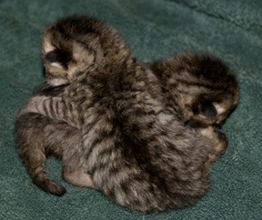 [tiny-bundle[4].jpg]