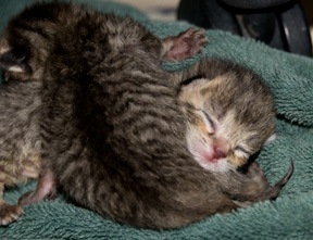 [tiny-tabbies[5].jpg]