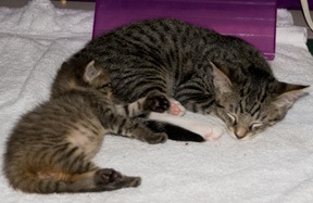 [tuckered[4].jpg]