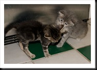 babies-playing-frig