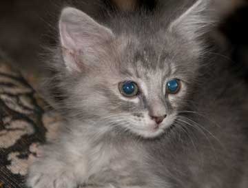 [gray-baby-head-shot[4].jpg]