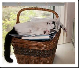 white-&-black-bill-basket