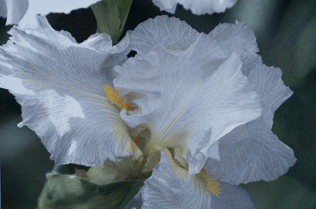 [white iris[3].jpg]