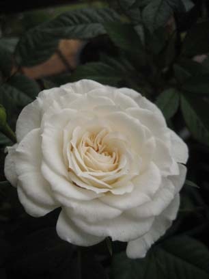 [Open cream rose[5].jpg]