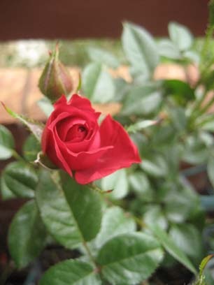 [Red rose bud[4].jpg]