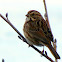 Song Sparrow