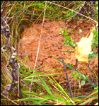 feces[2]