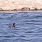 Tufted Duck