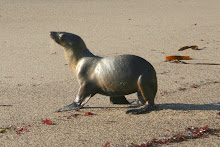 Baby%20seal