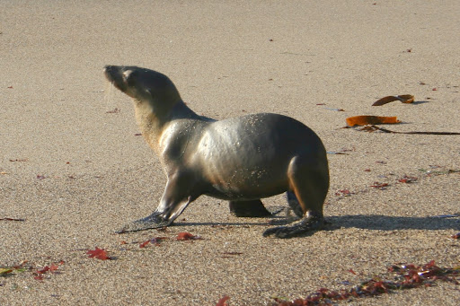 Baby%20seal