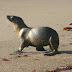 Baby%20seal