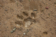 Cat%20tracks