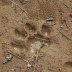 Cat%20tracks
