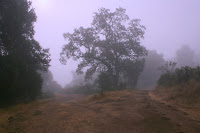 Foggy Day at Grant.JPG Photo