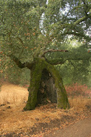 Ent 1.JPG Photo
