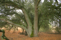 Seven Trunks 1.JPG Photo
