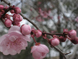 Cherry blossoms!