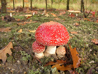 [Bild: 2009-10-16-Okt-fliegenpilz3.jpg]