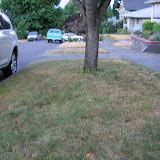 Front yard project
