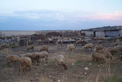 Image of Allevamento di ovini