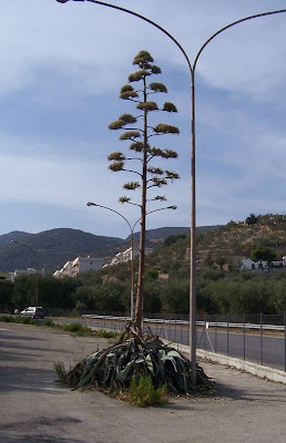 Image of Agave fiorita