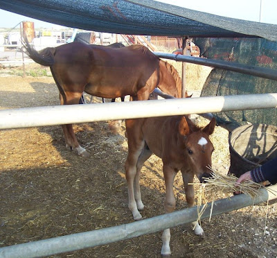 Image of Cavalli