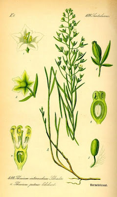 Pyrenean Bastard Toadflax