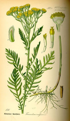 Erba-amara selvatica Erba-amara selvatica