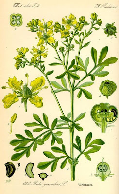 Common rue Common rue