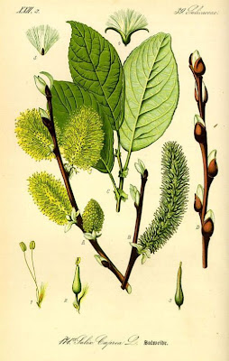Goat willow Goat willow