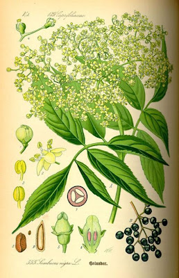 Elder