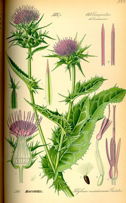 Blessed milk-thistle Blessed milk-thistle