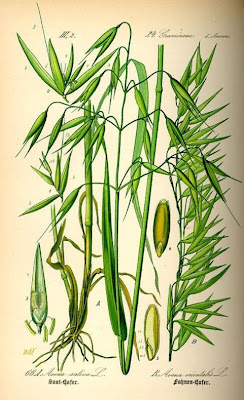 Avena sativa,
aveia,
aveia-amarela,
avena,
Avena comune,
avena común,
avena roja,
avoine byzantine,
avoine cultivée,
Biada,
common oat,
Common oats,
Hafer,
ma-karasu-mugi,
Mittelmeerhafer,
oat,
oatgrass (common) Avena sativa,
aveia,
aveia-amarela,
avena,
Avena comune,
avena común,
avena roja,
avoine byzantine,
avoine cultivée,
Biada,
common oat,
Common oats,
Hafer,
ma-karasu-mugi,
Mittelmeerhafer,
oat,
oatgrass (common)