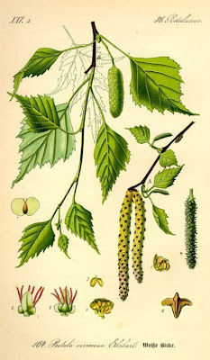 European white birch