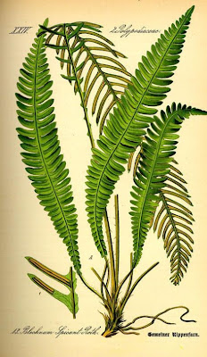 Deer fern Deer fern