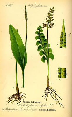Botrychium lunaria,
Botrichio,
common moonwort,
moonwort,
Moonwort Fern,
moonwort grapefern