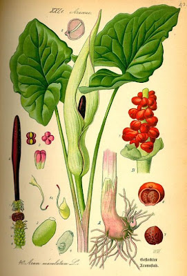 Arum maculatum L.