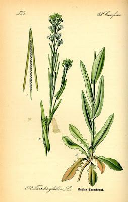 Arabetta glabrescente Arabetta glabrescente