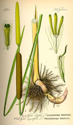 Cattail (common) Cattail (common)