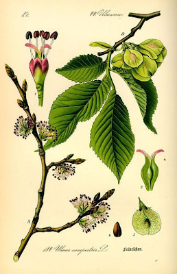 Ulmus minor,
,
European field elm,
Feldulme,
Olmo canescente,
Olmo comune,
orme champ&ecirc;tre,
ormeau,
Smooth Leaved Elm,
smoothleaf elm