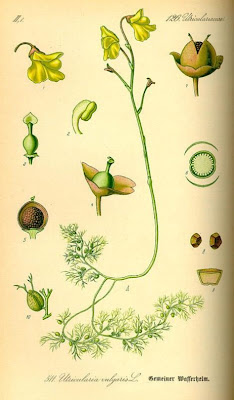 Erba-vescica comune