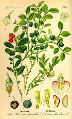 Vaccinium myrrtillus
