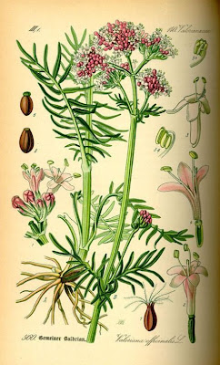 Valeriana officinalis,
common valerian,
garden heliotrope,
garden valerian,
garden-heliotrope,
valerian