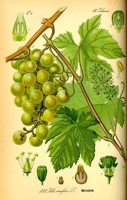 Echter Weinstock