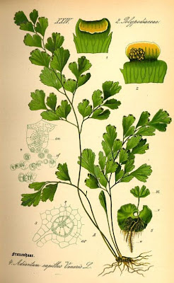 Adiantum capillus-veneris L.
