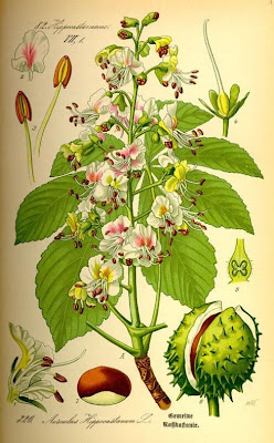 Castaño de Indias Castaño de Indias
