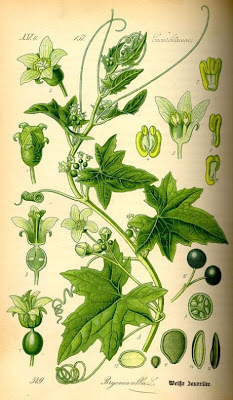 Bryonia alba,
Brionia bianca,
white bryony,
Wild Vine Bryonia alba,
Brionia bianca,
white bryony,
Wild Vine