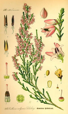 Calluna vulgaris,
biercol,
Brentoli,
Brughiera,
Brugo,
Grecchia,
heather,
ling,
red-heath,
Scotch heather,
Scots heather,
Sorcelli Calluna vulgaris,
biercol,
Brentoli,
Brughiera,
Brugo,
Grecchia,
heather,
ling,
red-heath,
Scotch heather,
Scots heather,
Sorcelli